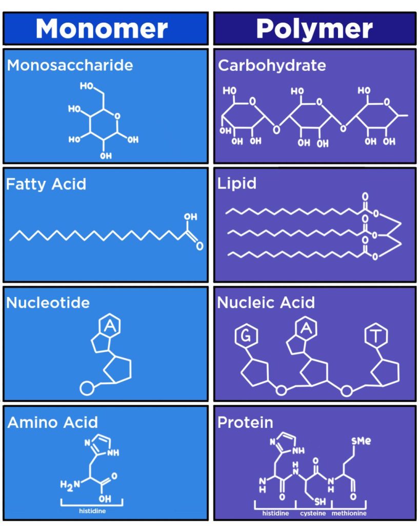 macromolecule chart1